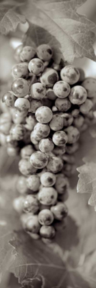Picture of GRAPES PANO - 14