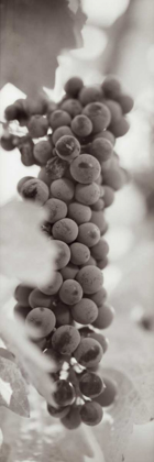 Picture of GRAPES PANO - 2