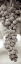 Picture of GRAPES PANO - 9