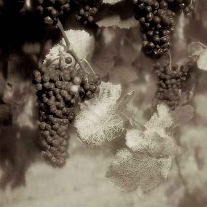 Picture of GRAPES SEPIA - 40A