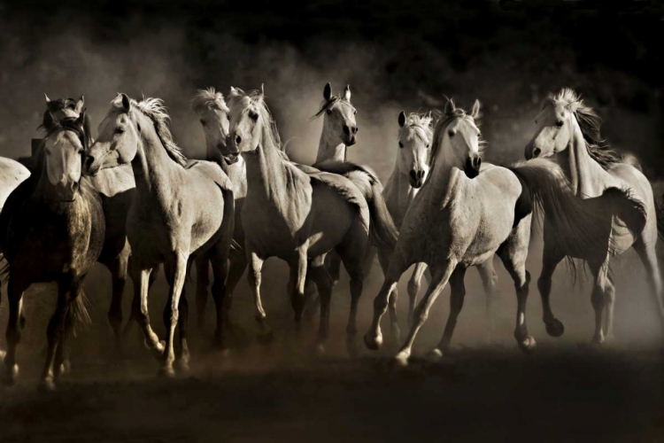 Picture of DREAM HORSES