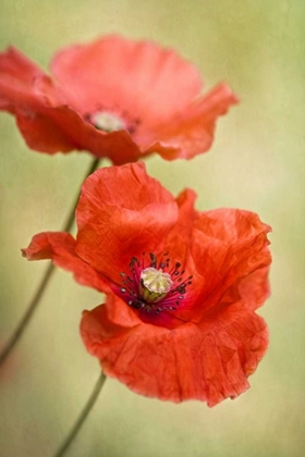 Picture of PAPAVER PASSION