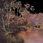 Picture of MYAKKA SUNSET