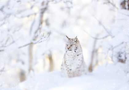Picture of SNOW LYNX