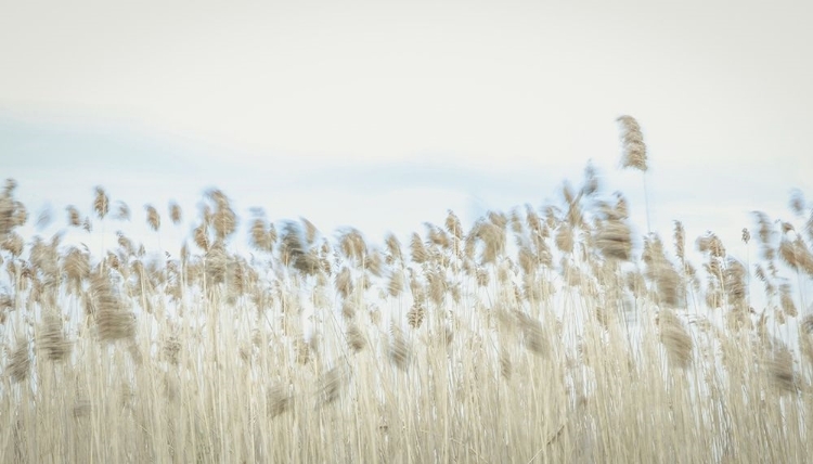 Picture of WEAVING THROUGH EARTH AND SKY