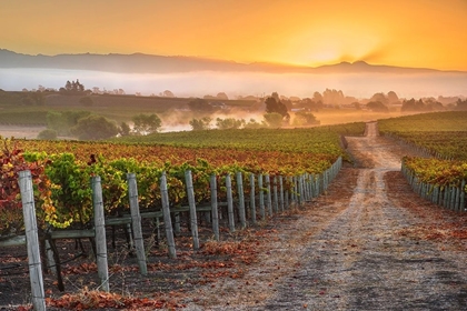 Picture of VINEYARD SUNRISE