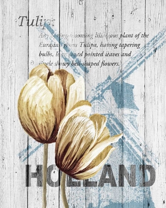 Picture of HOLLAND TULIPS