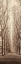 Picture of POPLAR TREES