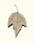 Picture of RED MAPLE