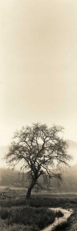 Picture of VALLEY OAK TREE