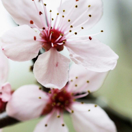 Picture of CHERRY FLOWER 2