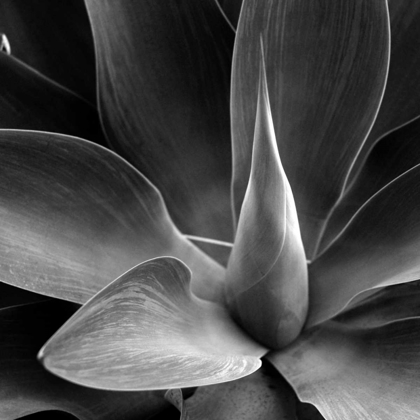 Picture of FLOWER