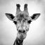 Picture of GIRAFFE