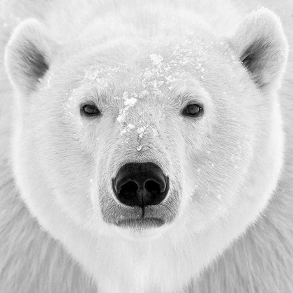 Picture of POLAR BEAR