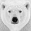 Picture of POLAR BEAR