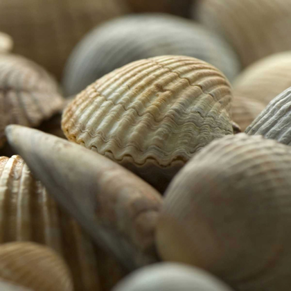 Picture of SHELLS 2