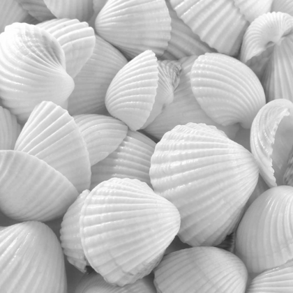 Picture of SHELLS 3