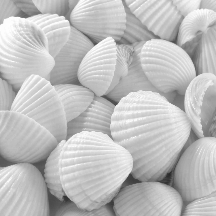 Picture of SHELLS 3