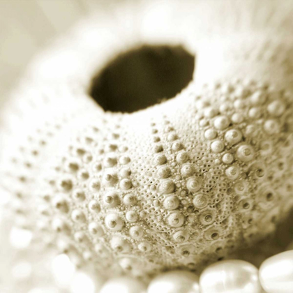 Picture of SHELLS AND PEARLS 2