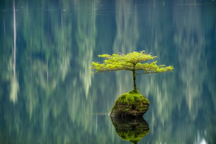 Picture of FAIRY LAKE BONSAI