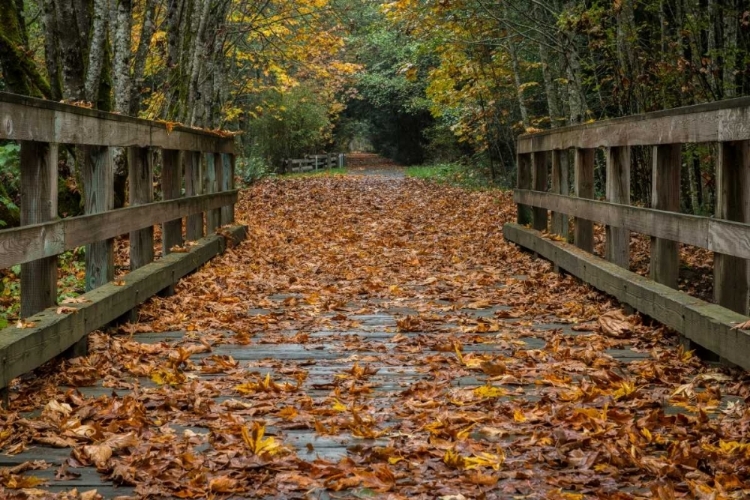 Picture of FALL ON THE GOOSE (VICTORIA)