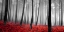 Picture of AUTUMN WOODS