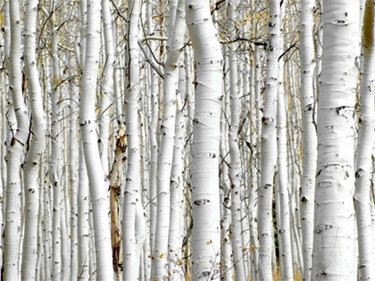 Picture of BIRCH WOOD