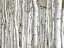 Picture of BIRCH WOOD