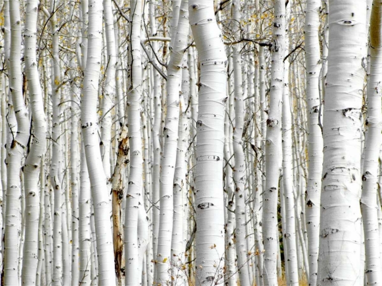 Picture of BIRCH WOOD