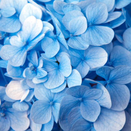 Picture of BLUE FLOWERS