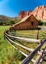 Picture of UTAH BARN