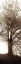 Picture of HAMPTON GATES TREE NO.1