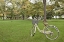 Picture of JAPAN BICYCLE - 21