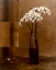Picture of NIGHT FLOWER