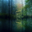 Picture of THE FOREST