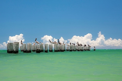 Picture of GULL CONFERENCE
