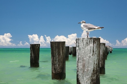 Picture of WELCOME TO NAPLES, FLORIDA