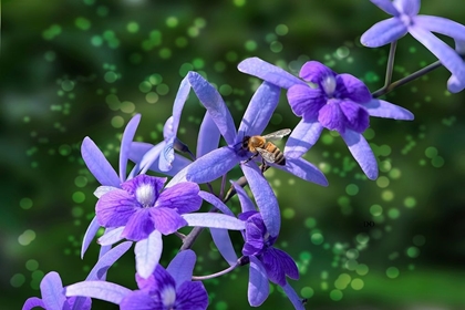 Picture of BEE AND PURPLE FLOWERS