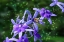 Picture of BEE AND PURPLE FLOWERS