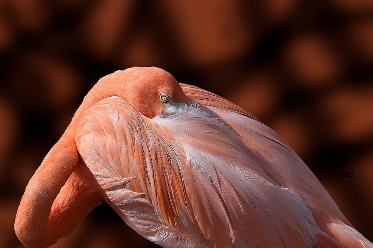 Picture of FLAMINGO