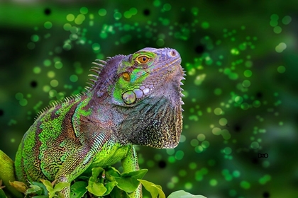 Picture of GREEN IGUANA