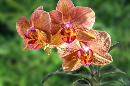 Picture of ORANGE ORCHID