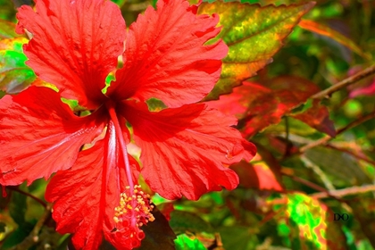 Picture of RED HIBISCUS