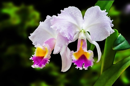 Picture of WHITE, YELLOW AND FUCHSIA ORCHIDS