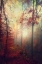 Picture of HAZE
