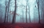 Picture of SOLSTICE IN FOG