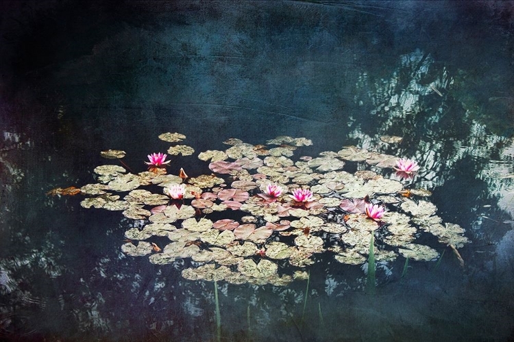 Picture of WATERLILIES