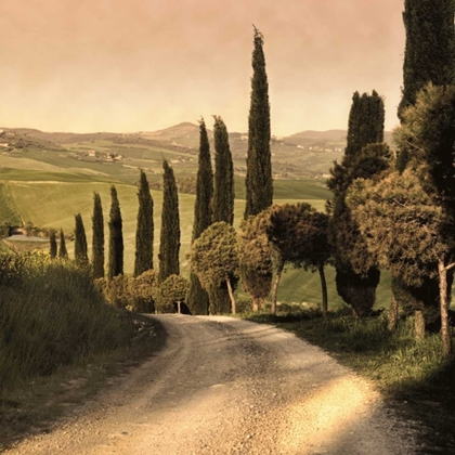 Picture of COUNTRY LANE TUSCANY