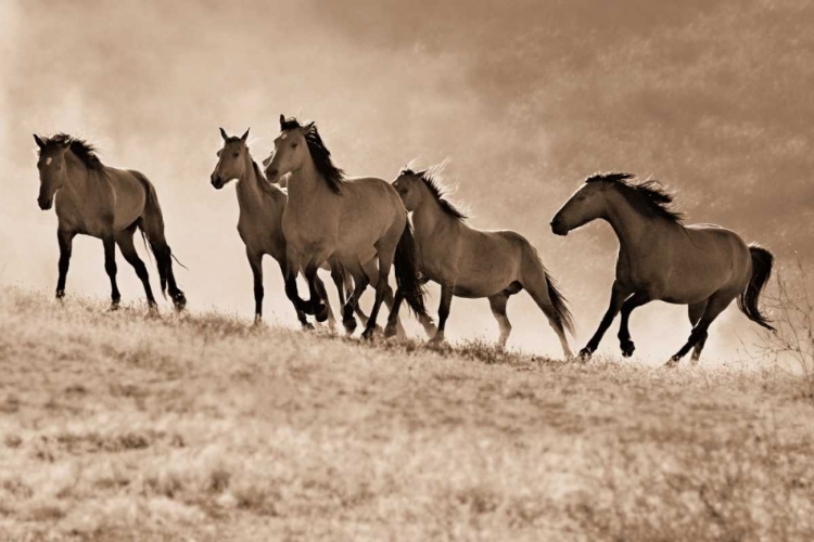 Picture of KICKING DUST