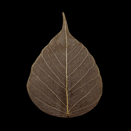 Picture of BROWN LEAF